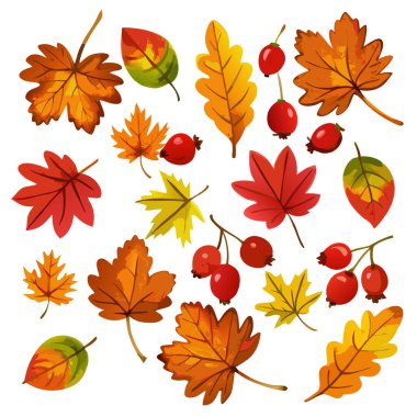 Sonbahar yaprakları ve kırmızı böğürtlenlerden oluşan canlı bir koleksiyon. Şükran Günü, sonbahar hasadı ya da sonbahar tasarımları için mükemmel. Projelerinize sezonluk arka planlar, şablonlar ya da dekoratif unsurlar eklemek için ideal. Akçaağaç ve meşe yapraklarını kapsar