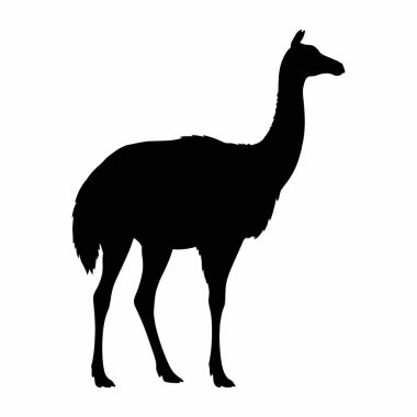 Nesli tükenmiş bir moa kuşunun vektör silueti, Yeni Zelanda 'ya özgü büyük, uçamayan bir kuş. Yeni Zelanda faunası, paleontoloji, tarih öncesi hayvanlar veya doğa temalı projelerle ilgili tasarımlar için idealdir. Siyah ve beyaz, saydam bir sırtta izole edilmiş.