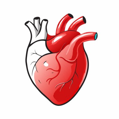 İnsan kalbi anatomi ikonu vektör illüstrasyon tasarımı