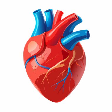 İnsan kalbinin vektör çizimi