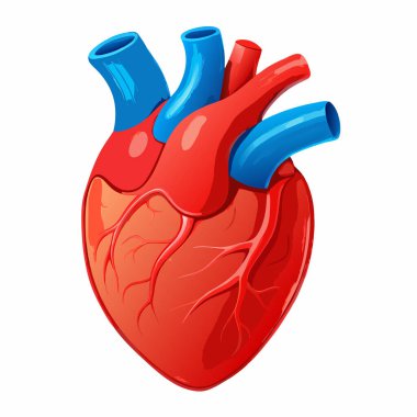 Kalp insan anatomisi ikonu. beyaz arkaplanda izole edilmiş web tasarımı için kalp anatomisi vektör simgesi karikatürü