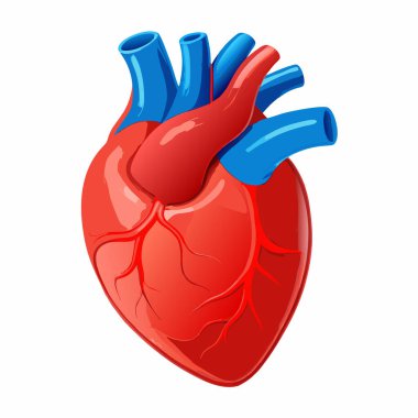 İnsan kalbinin vektör çizimi