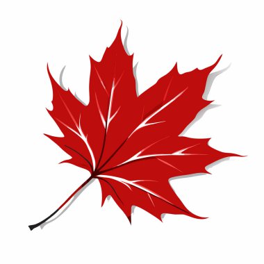 Akçaağaç yaprağı izole edilmiş ikon vektör illüstrasyon tasarımı