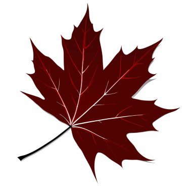 Akçaağacın kırmızı yaprağı, vektör