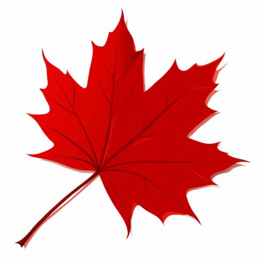 Akçaağaç yaprağı vektör tasarımı çizimi izole