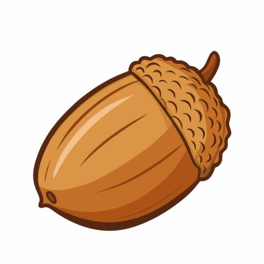fresh ripe acorn on white background