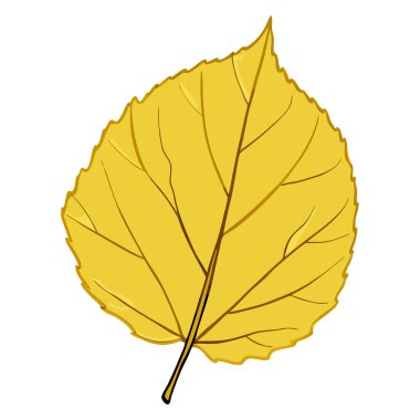 sonbahar yaprağı beyaz arkaplanda izole edildi