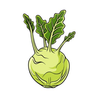 taze yeşil lahana sebze vektör illüstrasyon grafik tasarımı