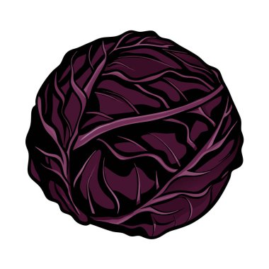 Lahana vektörü. lahana, sebze. Lahana. Lahana. Vektör çizimi. tasarım için lahana.