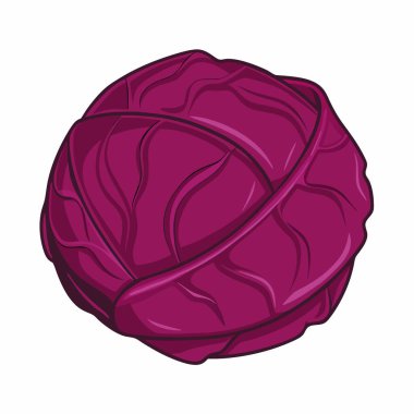 lahana ve vektör illüstrasyonu beyaz arkaplanda izole edildi