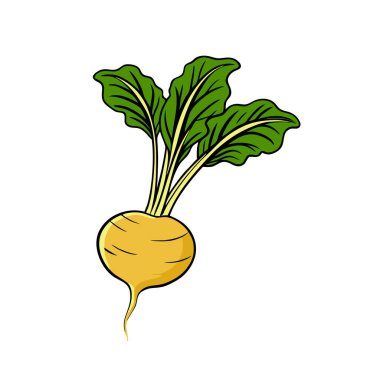 İzole edilmiş sarı turp sebzesi. vektör çizimi tasarımı