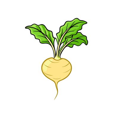 taze turp izole edilmiş ikon vektör çizimi tasarımı