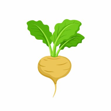 beyaz zemin üzerine yeşil lahana taze sebze