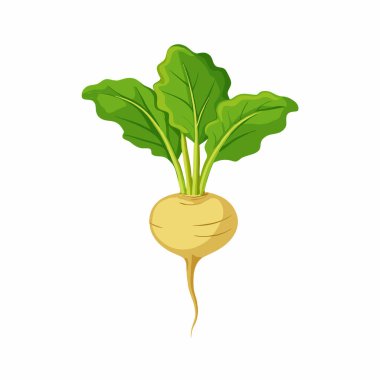 Beyaz arkaplan vektör çiziminde taze organik sebze