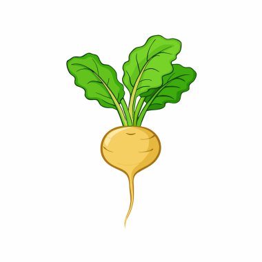 Beyaz arka planda izole edilmiş taze sebze turpu. organik sebze.