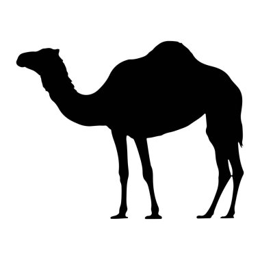 Deve şeklinde siyah bir siluet beyaz bir arkaplanda duruyor. Deve başı dik bir şekilde sola bakıyor. Sırtında bir kamburu var ve bacakları sabit duruyor gibi duruyor. Taslak keskin ve net, tanımlayıcı 