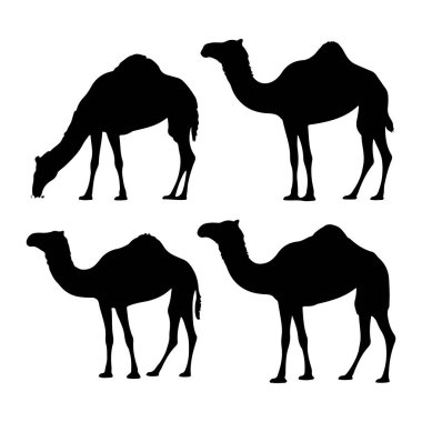 Bu resim, temiz beyaz arka planda dört farklı siyah deve siluetini gösteriyor. Develer de çeşitli renklerdedir. Onlardan biri su içmek için eğilir, öbürü de dikilir.