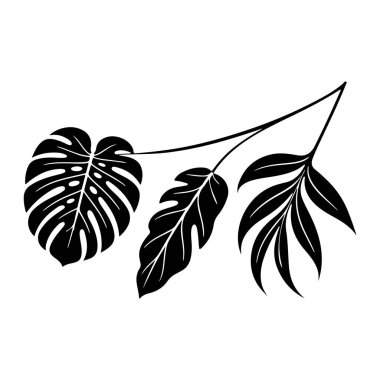 Siyah ve beyaz bir resimde ince bir dalda üç stilize yaprak yer alır. En soldaki yaprak, karakteristik çitleri ve belirgin damarları olan büyük, simgesel bir canavar yaprağıdır. Sağında, benzer damarlara sahip daha küçük ve uzun bir yaprak var.. 