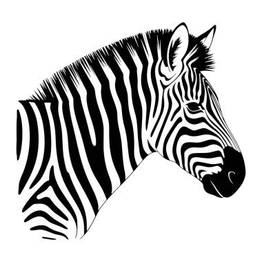Bir zebranın kafasının ve boynunun beyaz bir arka planda siyah beyaz çizimi. Zebranın beyaz önlüğünde, başını, yelesini ve boynunu kaplayan belirgin siyah çizgileri vardır. Göz, kulak ve ağızlık açıkça tanımlanmıştır. Tarzı çok güzel.