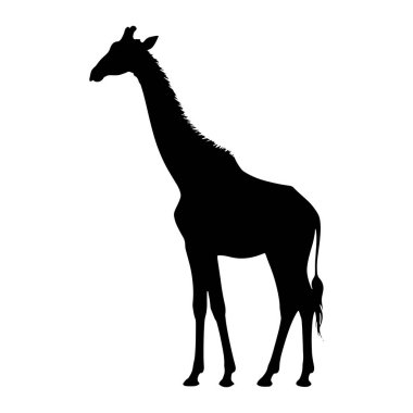 Siyah bir zürafa silueti, beyaz bir arkaplana karşı profilde yer alırken resmedilir. Zürafa sola bakıyor, uzun boynu yukarı doğru uzanıyor ve başı dik duruyor. Belirgin osikonları kafasında ve yelesinde görülebiliyor. 
