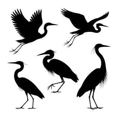 Bu resim, temiz beyaz bir arkaplanda beş farklı balıkçıl siluetini gösteriyor. Balıkçıllar çeşitli pozlarda tasvir edilir, anatomilerinin ve hareketlerinin farklı yönlerini gösterirler. Uçuşun ortasında iki balıkçıl, karılarıyla birlikte yakalanıyor.