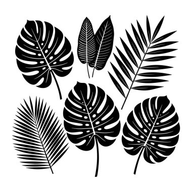 Siyah tropikal yapraklardan oluşan bir koleksiyon temiz beyaz arka plana karşı sergilenir. Yapraklar arasında, karakteristik çitleri ve oval şekilleriyle çok sayıda canavar yaprağının yanı sıra tüylü, uzun broşürleriyle palmiye yaprakları yer alıyor.. 