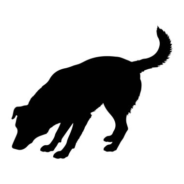 Bir köpeğin siyah silueti, ön pençeleri yerde ve arka bacakları eğilmiş oyun yayındaymış gibi görünen hareketli bir pozda yakalanır. Köpeğin başı eğik ve kuyruğu kalkık. Bu da oyun oynamaya hazır olduğunu gösteriyor. Katı. 