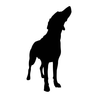 Beyaz arka planda duran siyah bir köpek silueti. Köpeğin kafası geriye doğru eğik ve ağzı açık, uluyor ya da havlıyor gibi görünüyor. Vücudu zayıf ve kaslı, kuyruğu aşağıda. Siluet keskin ve iyi tanımlanmış.