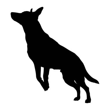 Siyah bir köpek silueti, beyaz bir arka plana doğru sıçramanın ortasında yakalanır. Köpeğin vücudu uzun ve dinamiktir, kafası yukarı eğik ve kulakları dik. Bacakları genişliyor, bu da güçlü bir atlayış ya da oyuncu bir hareket olduğunu gösteriyor. Muhbir.