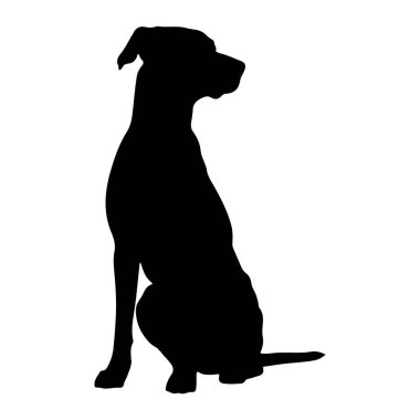 Bir köpeğin siyah silueti, düz beyaz bir arka plana karşı dimdik otururken resmedilir. Köpek tetikte görünüyor ve sağına bakıyor. Taslak temiz ve keskin, köpeğin formunu gösteriyor..