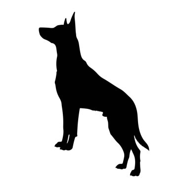 Beyaz arka planda siyah bir köpek silueti var. Köpek profilden tasvir edilir, yüzü sola dönük, başı dik ve kulakları yukarı dönük olarak. Vücudu zayıf ve kaslı, kuyruğu aşağıda. Siluet temiz ve keskin.