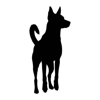 Beyaz arka planda duran siyah bir köpek silueti. Köpek başını hafifçe çevirerek sağa bakıyor. Dik kulakları ve kıvrık kuyruğu var. Bacakları sanki dikkatle ayakta duruyor gibi..