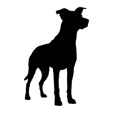 Siyah bir köpek silueti beyaz bir arkaplan karşısında duruyor. Köpek tetikte ve dikkatli görünüyor, başını hafifçe sağa çevirmiş ve kulakları dikenli. Kas yapısı açıkça blac 'ın katıksız kontrastı ile tanımlanır.