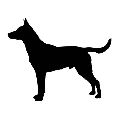 Siyah bir köpek silueti beyaz bir arkaplan karşısında duruyor. Köpek ayakta durarak tasvir edilir, başı sola dönük, tetikte görünür. Kulakları yukarıya dönük, kuyruğu uzamış ve hafifçe kavisli. Outlin.