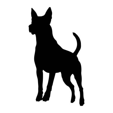 Beyaz arka planda siyah bir köpek silueti var. Köpeğe yandan bakılıyor, başını hafifçe sola çeviriyor. Kulakları yukarıya dönük ve kuyruğu yukarıda tutuluyor. Siluet açıkça köpeğin vücudunu ve bacaklarını tanımlıyor., 