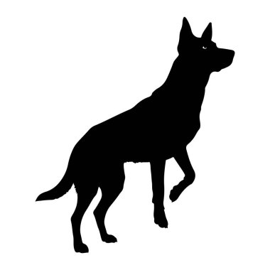 Beyaz arka planda duran siyah bir köpek silueti. Köpek başını hafifçe öne çevirmiş, tetikte ve tetikte olarak sağa bakıyor. Kulakları yukarıya dönük, ön bacağı ise sanki orta ya da hareket etmek üzereymiş gibi kalkık.