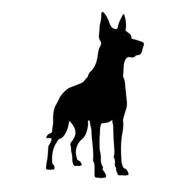 Saf, siyah bir köpek silueti, saf beyaz bir arka planda tetikte durur. Köpek profilden tasvir edilir, sağa dönük, kulakları dik ve başı dik, bu da dikkatliliğe işaret eder. Vücudu zayıf ve kaslı, bacakları da öyle.