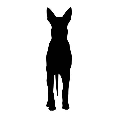 Siyah bir köpek silueti beyaz bir arkaplana karşı karşıya duruyor. Köpeğin büyük, dik kulakları, ince bir vücudu ve aşağı sarkan bir kuyruğu var. Ön bacakları birbirine yakın konumda ve pençeleri alttan görülebiliyor..