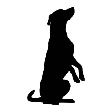 Siyah bir köpek silueti, arka ayaklarının üzerinde bembeyaz bir zemine karşı dik otururken resmedilir. Köpeğin kafası yukarı ve hafifçe sağa doğru eğik. Bu da tetikte ya da beklenti içinde olduğunu gösterir. Ön pençeleri ch 'nin önünde duruyor.