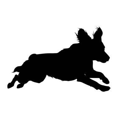 Bir köpeğin siyah silueti, beyaz bir arka plana karşı dinamik bir şekilde koşarken yakalandı. Köpeğin vücudu uzamış ve güçlü hareketlerini sergiliyor. Kulakları canlanmış ve biraz geride kalmış gibi görünüyor.