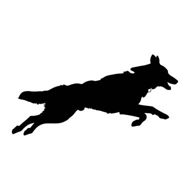Siyah bir kurt silueti, beyaz bir arkaplana karşı dinamik bir duruşta yakalandı. Kurdun vücudu uzamış, bacakları genişlemiş ve kuyruğu akmış, bir hız ve çeviklik hissi yayıyor. Ağzı açık, eski sevgilisini işaret ediyor.
