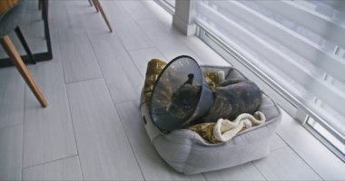 French bulldog wearing a neck brace. High quality 4k footage