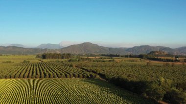 Şili 'deki Tobbaco Çiftliğinin Hava Aracı Görüntüsü.
