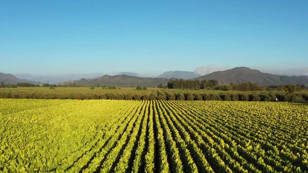 Flygdrönare Video View Tobbaco Plantation Chile — Stockfoto