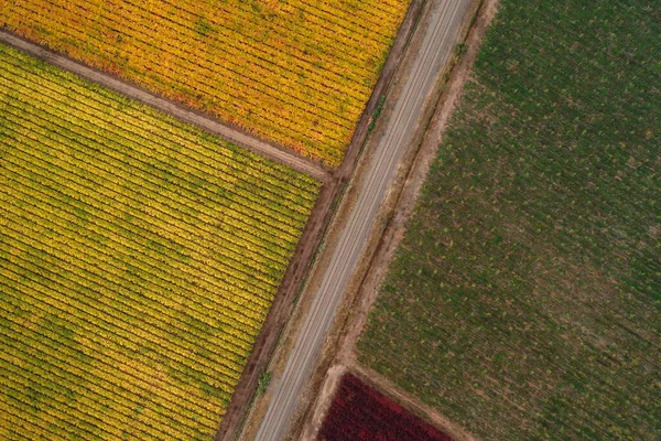 Şili Sonbaharda Bir Üzüm Bağının Hava Manzarası Üst Görünüm — Stok fotoğraf