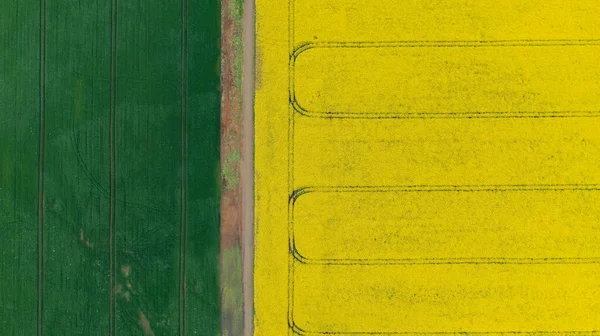 Çiçek Açan Sarı Rep Tekrar Tohum Tarlasının Havadan Drone Görüntüsü — Stok fotoğraf