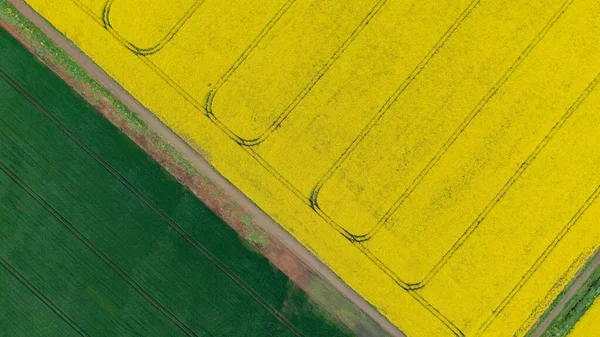 Vista Aérea Drone Campo Repeseed Amarelo Flowering Repe Vista Cima — Fotografia de Stock