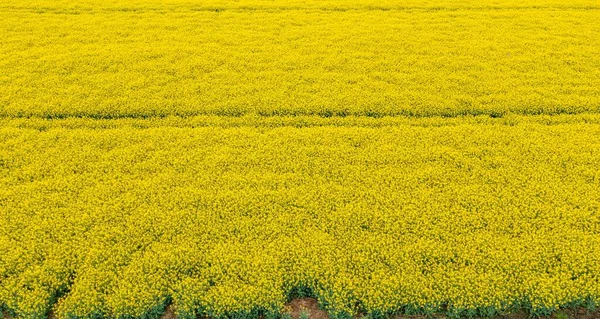 Yellow raps field. Aerial drone view, Top view.