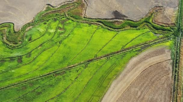 Αεροφωτογραφία Του Φυτωρίου Πράσινου Ρυζιού Στην Περιοχή Maule Της Χιλής — Αρχείο Βίντεο
