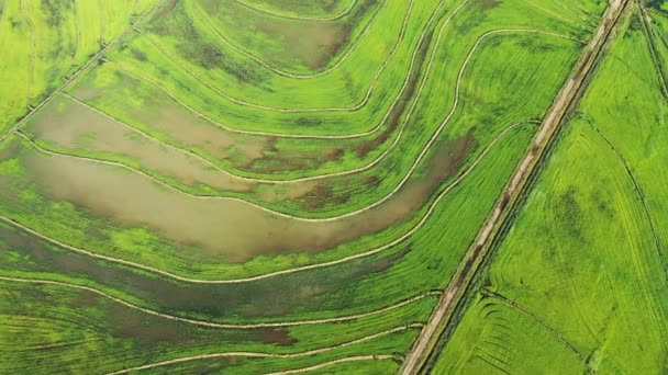 Luchtfoto Van Het Groene Rijstveld Regio Maule Chile — Stockvideo